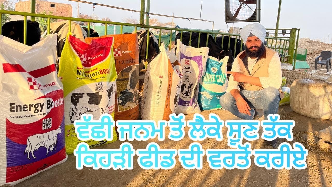 ਵੱਛੀ ਜਨਮ ਤੋਂ ਲੈਕੇ ਸੂਣ ਤੱਕ ਕਿਹੜੀ ਫੀਡ ਦੀ ਵਰਤੋਂ ਕਰੀਏ#dairy #cow #farming #dairyanimal #farmer # new fa