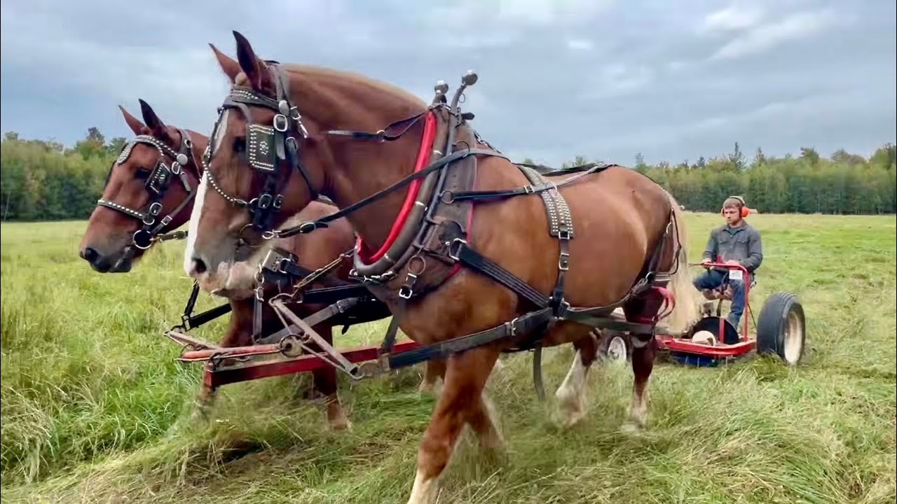 GREAT HELP on the Farm while JIM IS HURT #962
