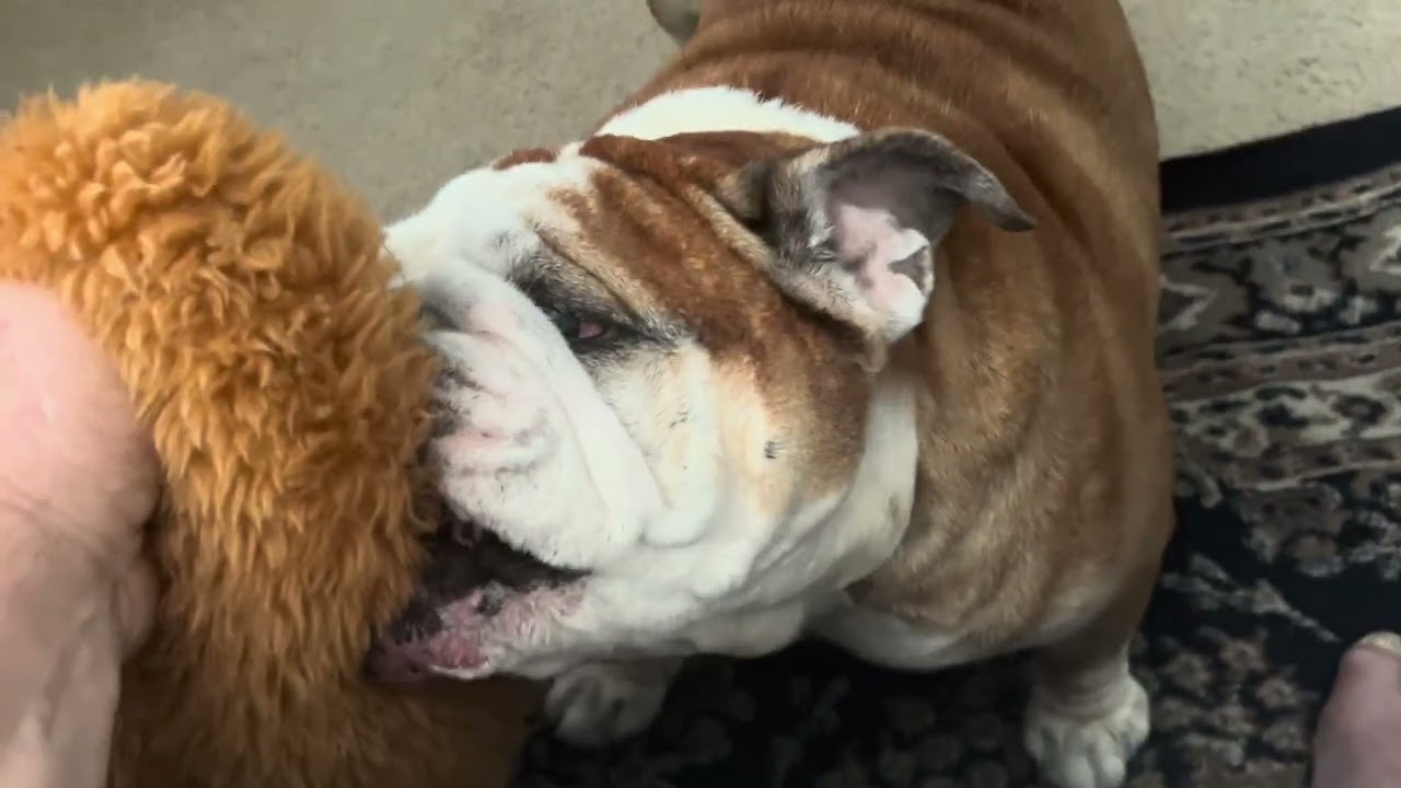 Rocky gives in and plays !!!