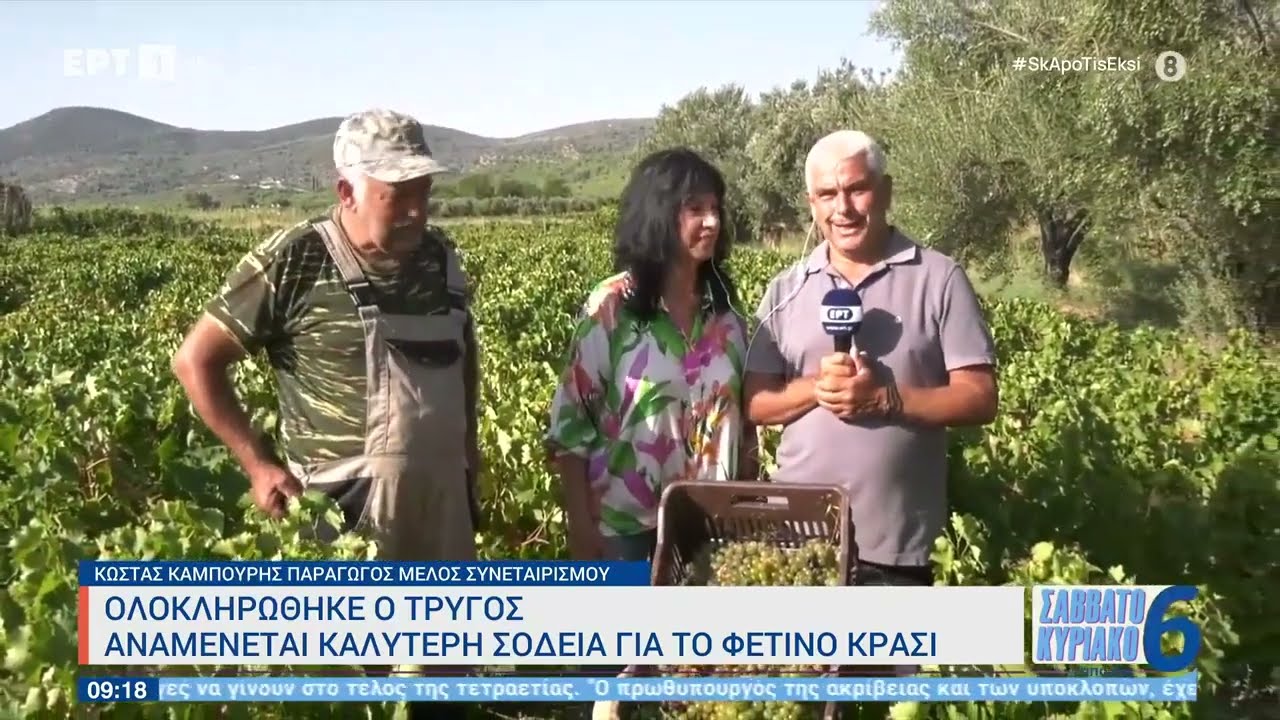 Ολοκληρώνεται ο τρύγος στην Σάμο