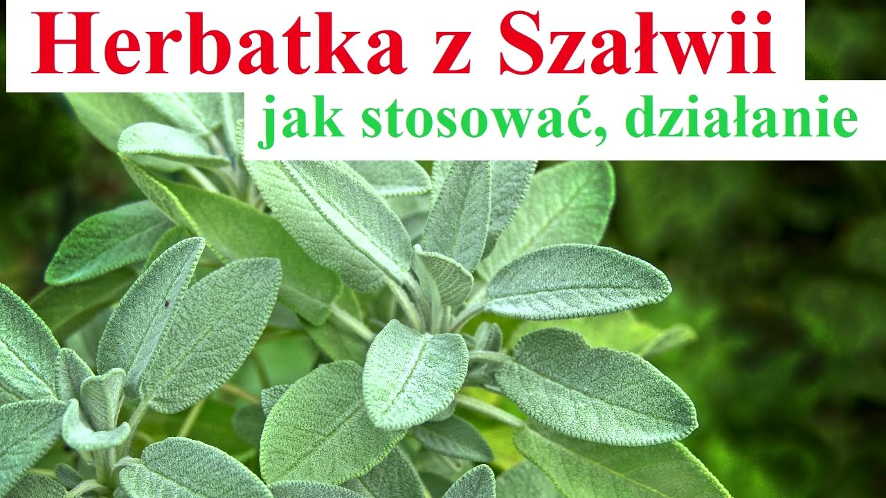 Herbatka z Szałwii - jak stosować, właściwości
