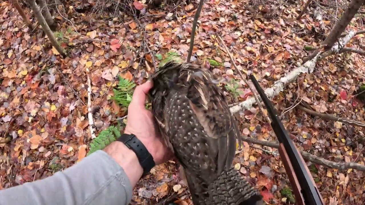 North Maine Woods Camping and Partridge Hunting