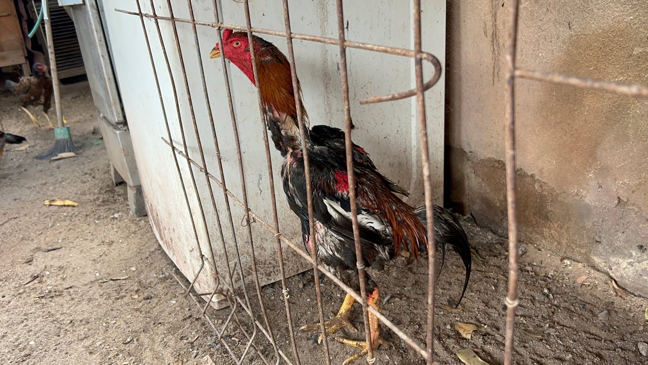 MOSTRANDO MINHA COCHEIRA DE GALO MURA