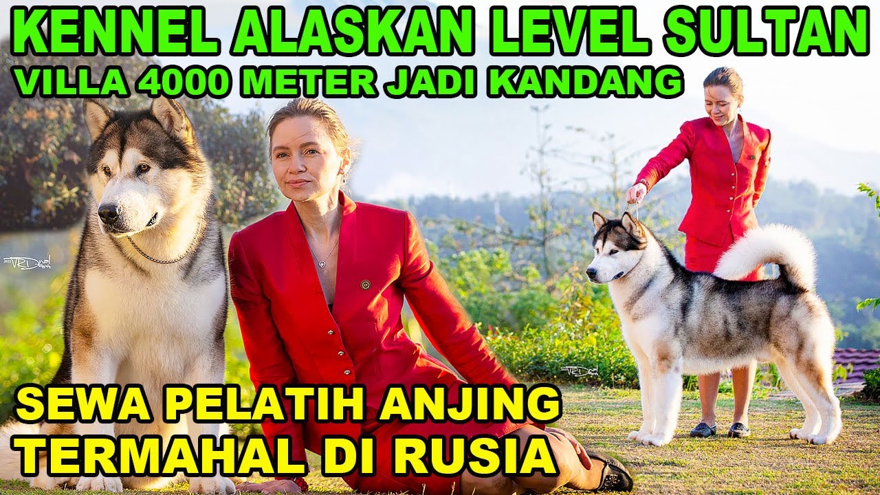SEWA PELATIH TERMAHAL RUSIA & VILLA 4000 METER JADI KANDANG ANJING ALASKAN MALAMUTE - SNO QUALAS