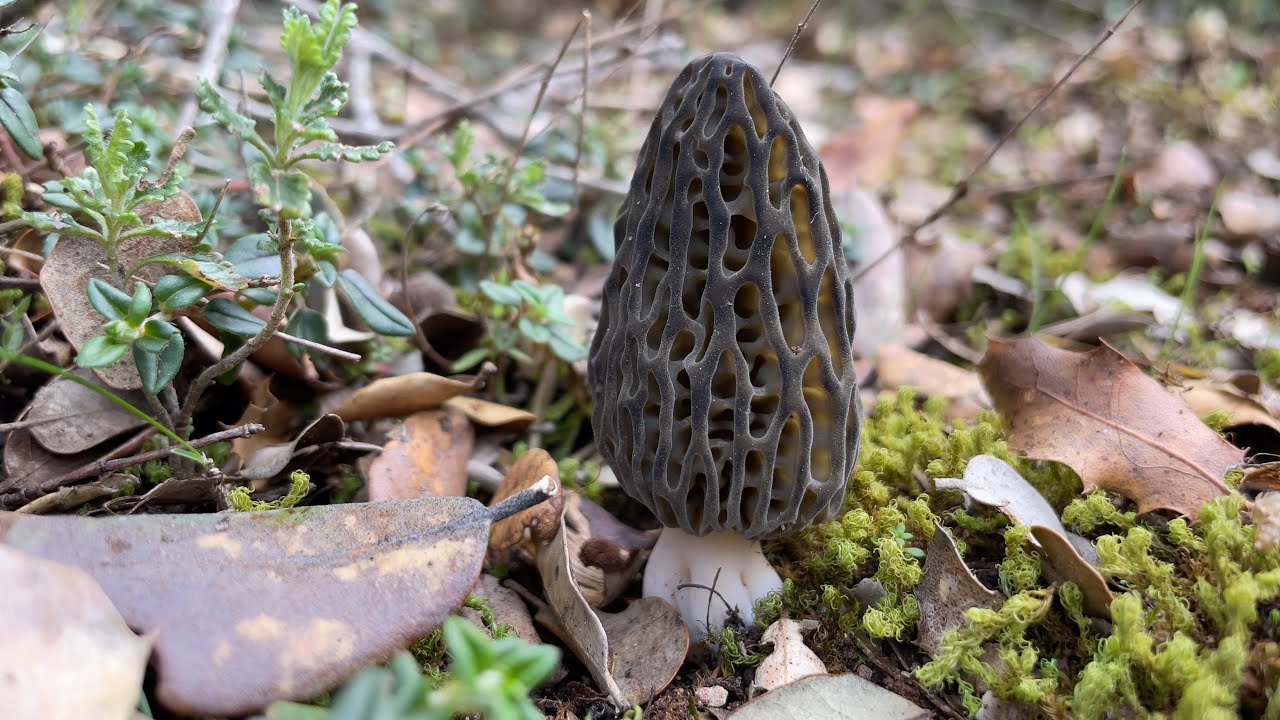 MORCHELLA DUNALII artadian. Karraspina 2021 (4K)