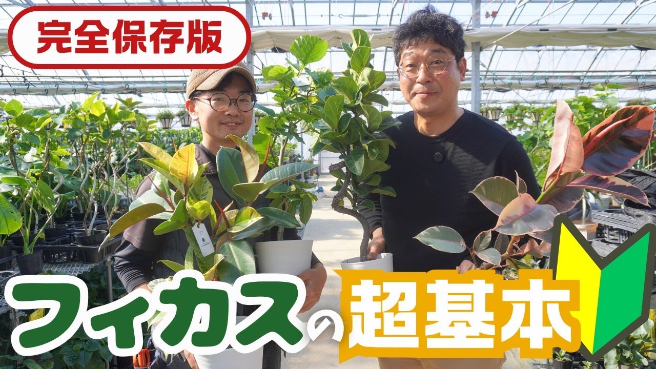 【完全保存版】フィカス超基本🔰【観葉植物】