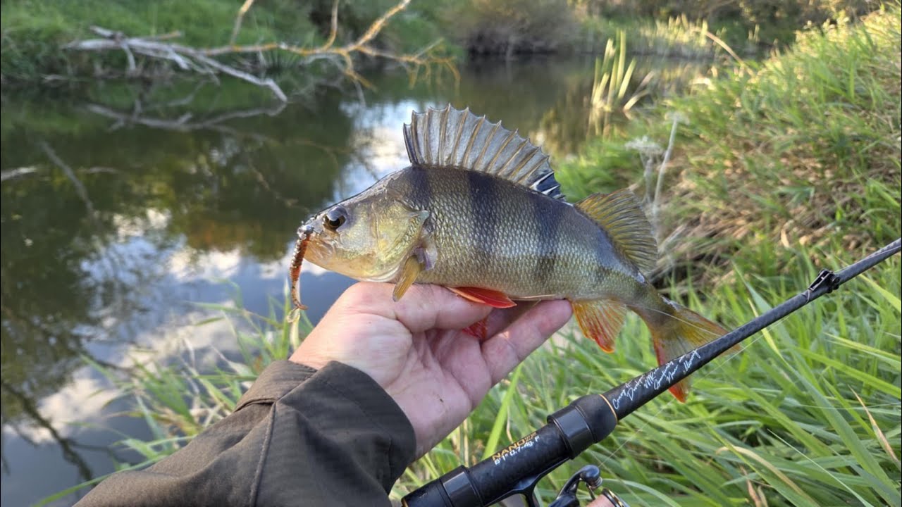 Mažų upelių ešeriai. Crazy Fish NANO ONE HIT