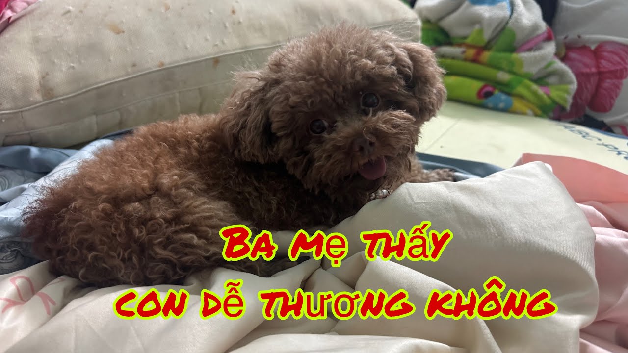 Lucky nay đi chơi cả ngày nên hơi mệt