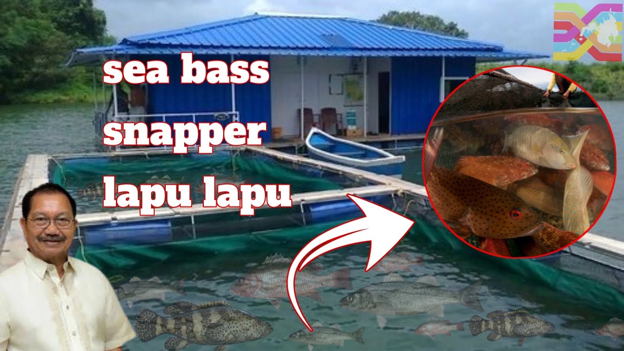 Raising Sea Bass, Snapper, Lapulapu In River Fish Cages | Happy Farmer Integrated Farming System