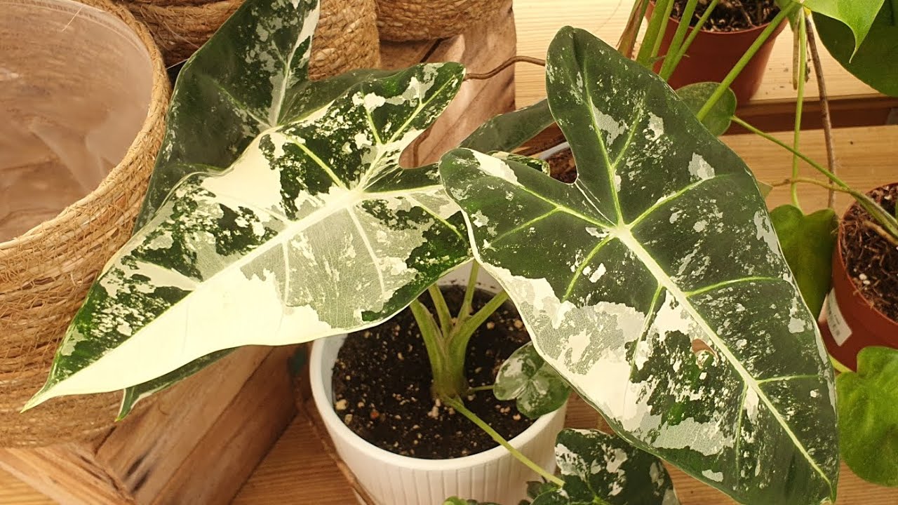 Quoi de neuf à Jardiland ? Pleins de pépites et  clin d'œil à Ava plants 💖💫