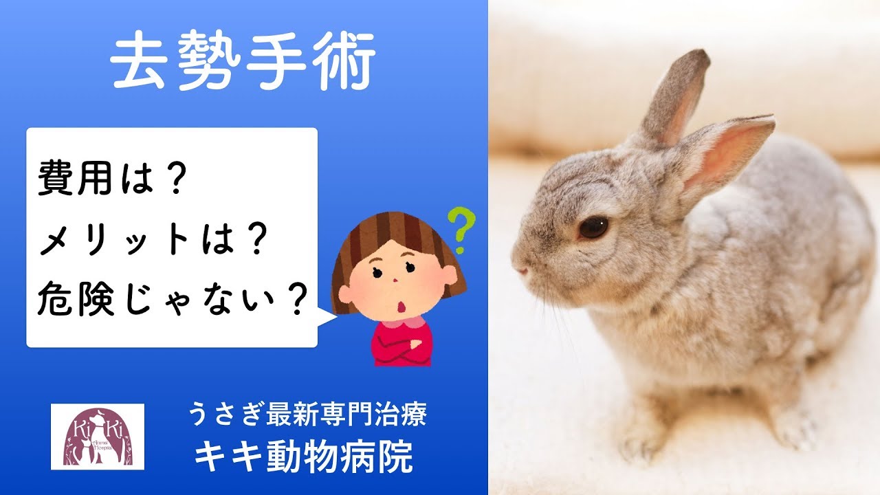 うさぎの去勢手術 費用は？去勢後の発情期行動や性格や食欲の変化は？うさぎの副腎疾患とは？【大阪府堺市のうさぎ最新専門治療キキ動物病院】