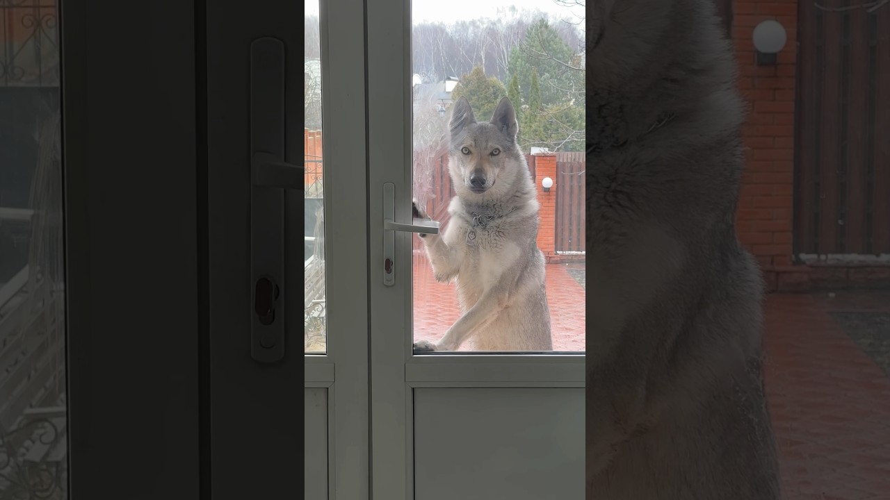 #волкособ #собака #wolf #влчак #животные