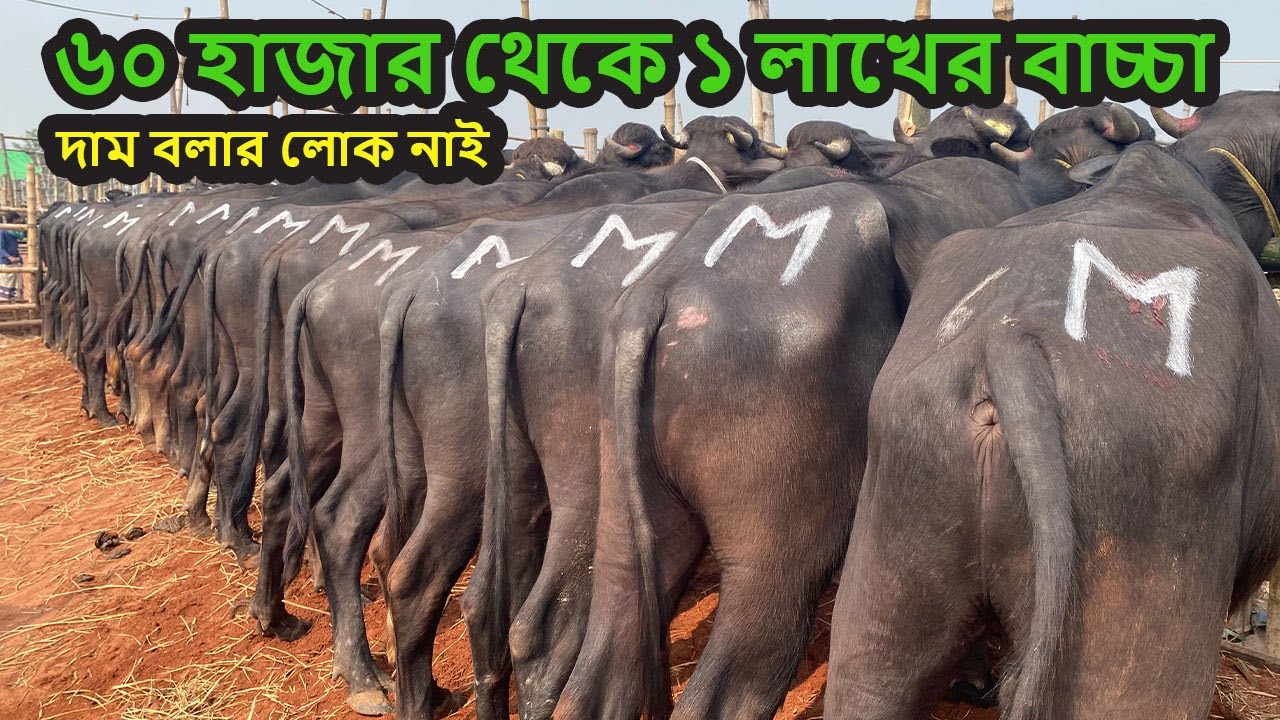 বুধবারের সস্তা বাজার | মহিষের বাছুর | সিটি হাট | City Hat