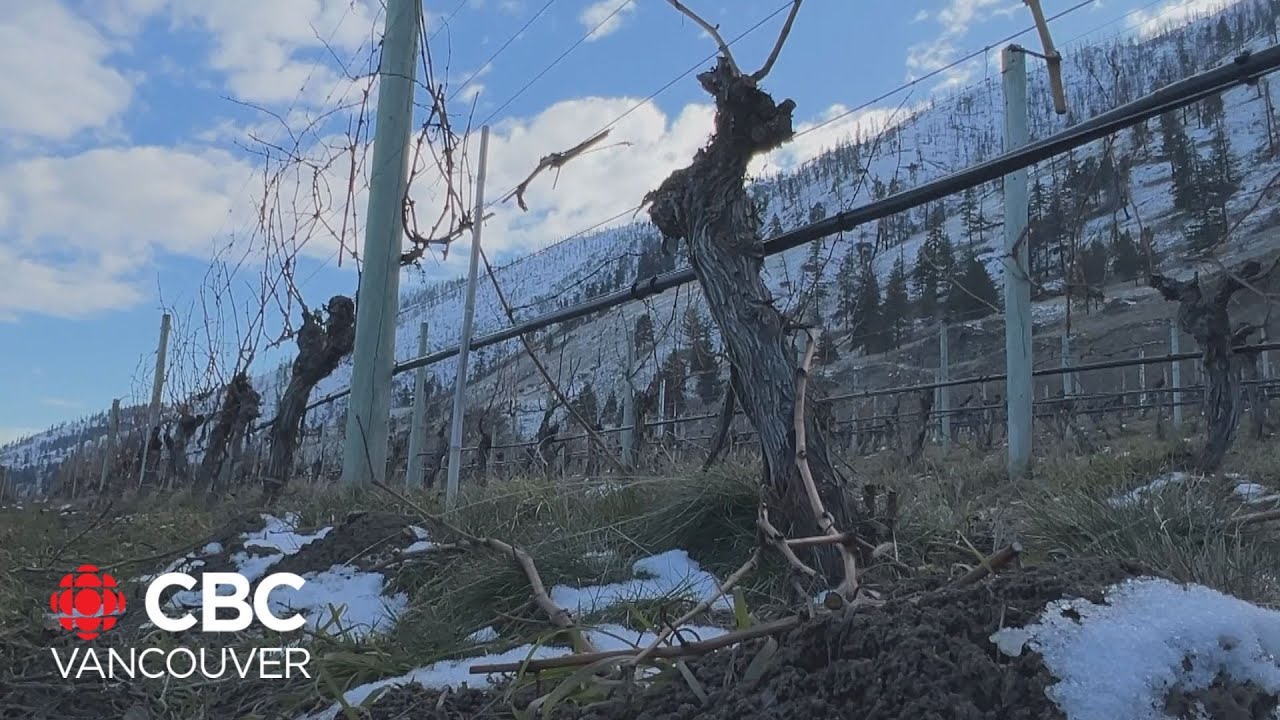 Okanagan winemakers burying their vines to protect them from extreme cold