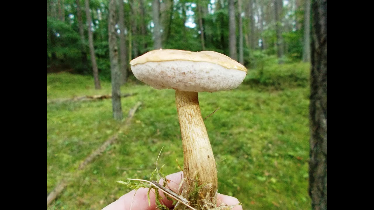 Bitter bolete - Tylopilus felleus - Porcino di Fiele - Goryczak - Gorzkniak