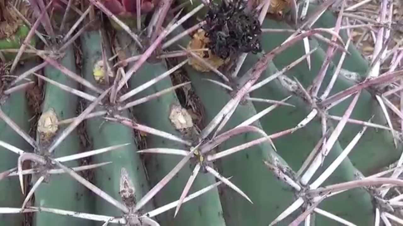 Various Ferocactus Flowers, Lizards, Bugs & Snakes