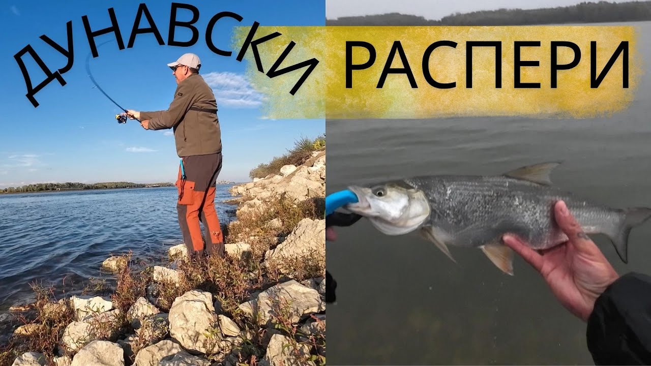 ДУНАВСКИ РАСПЕРИ