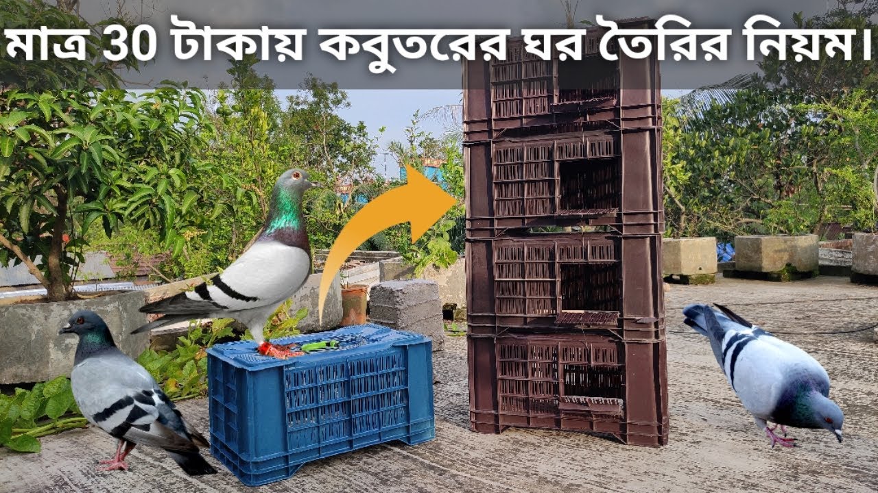 কবুতরের ঘর তৈরির নিয়ম |Rules for Building a Pigeon House|How To Make Pigeon Loft at Home.