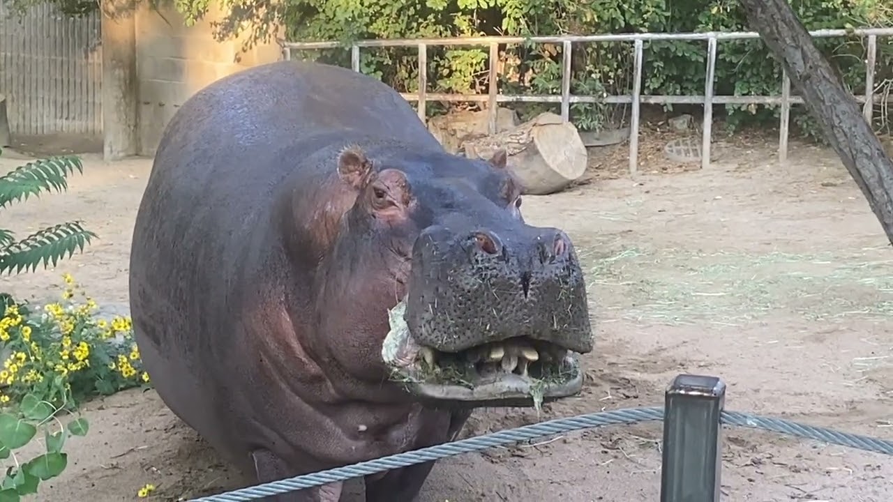 Denver Zoo Animals 2 (2025)