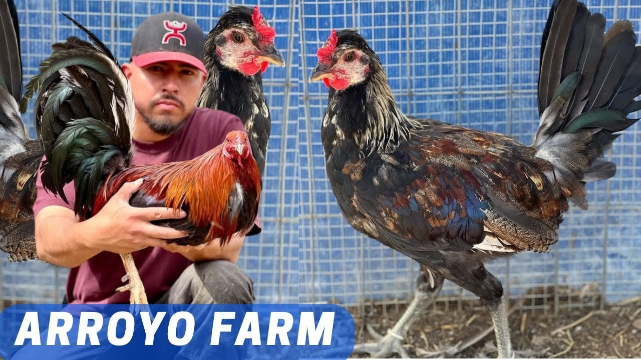 CALIFORNIA Arroyo Farm - Feeding Time Shape Chiken Coop Outdoor Breeding Pens Miguel Arroyo 