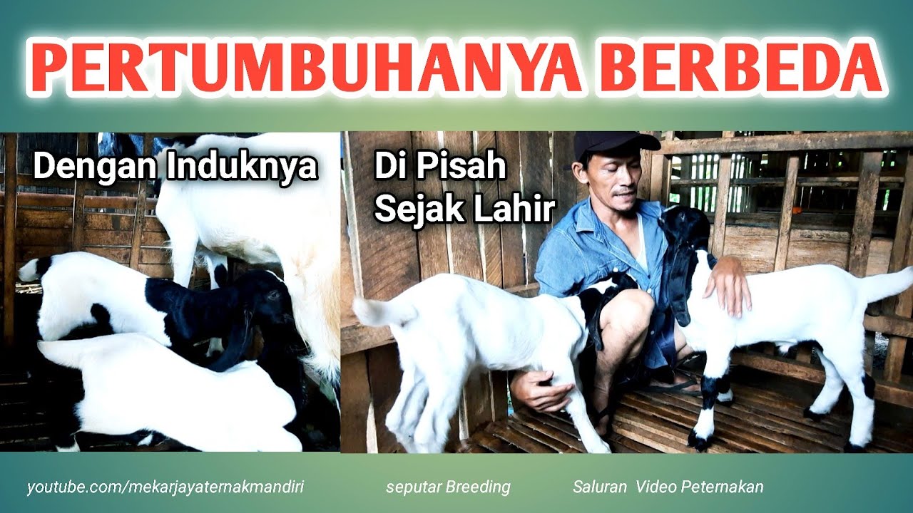 TERBUKTI !!! ANAK KAMBING PERTUMBUHANYA CEPAT BESAR DAN SEHAT