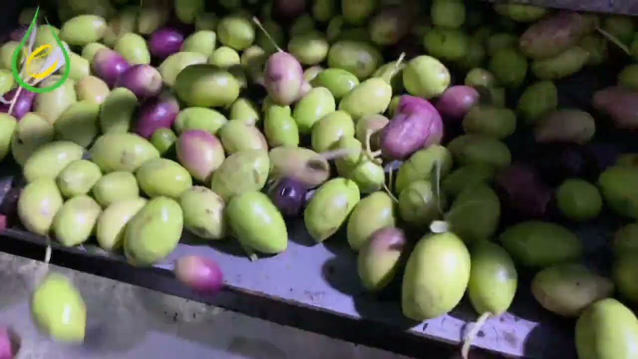 eoloe - 153 - 10/10/2024 - Molturación de aceitunas pajareras - Olivar.