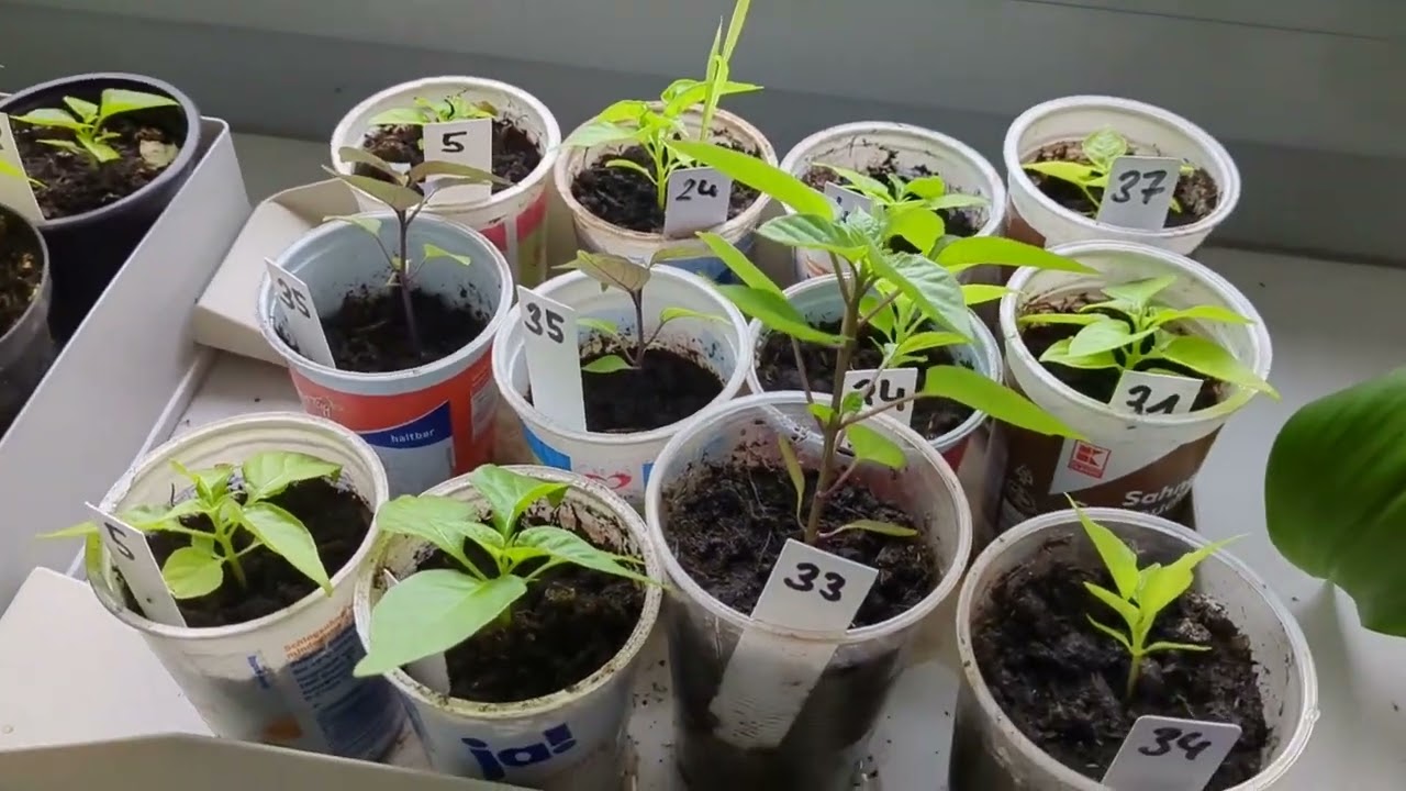 Chili-Jungpflanzen: Update Ostern 2023