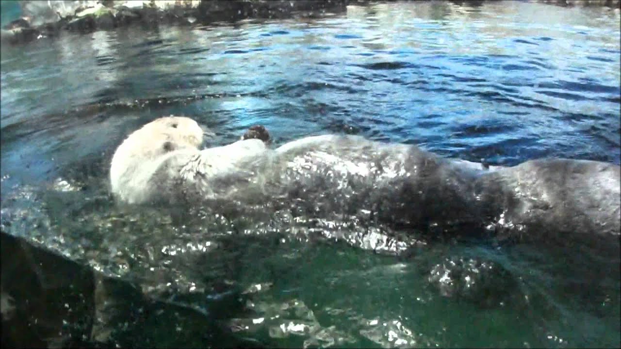 ラッコ（Sea otter）　鴨川シーワールド3