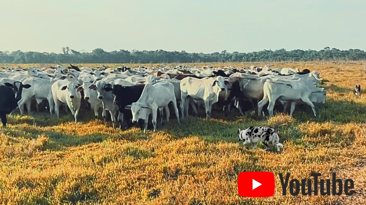 Border Collie Buscando 250 CABEÇAS a 700 METROS 😱 Três Novos Cães em Ação!