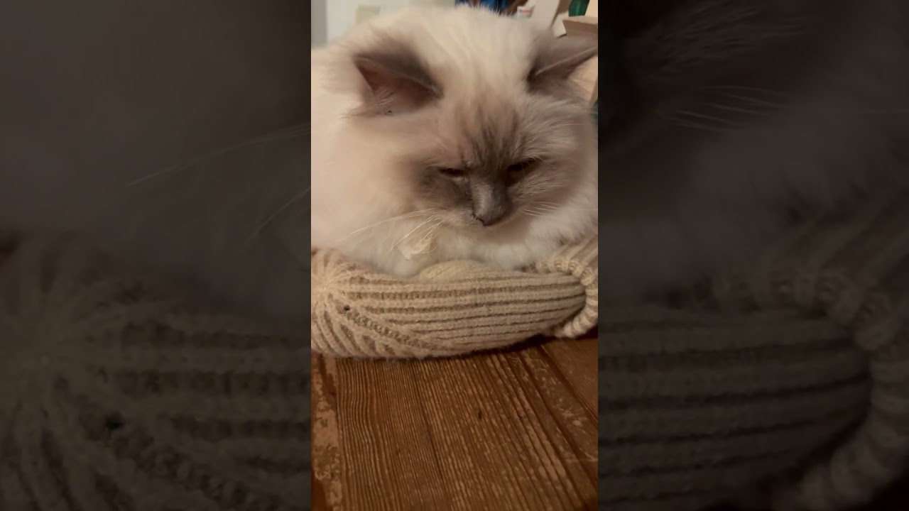 Кто сел на мою шапку ? Кто кто ? Кот сел #my_sweet_birma_cats