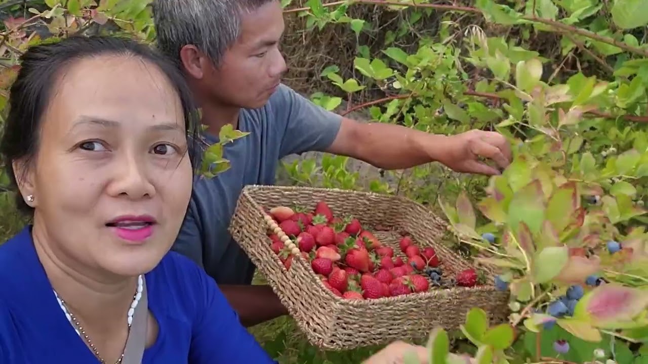 Thu hoạch dâu tây,việt quất, bí ngòi, xà lách ,rau húng, bông cải tím , bông cải trắng,hái mê say,,