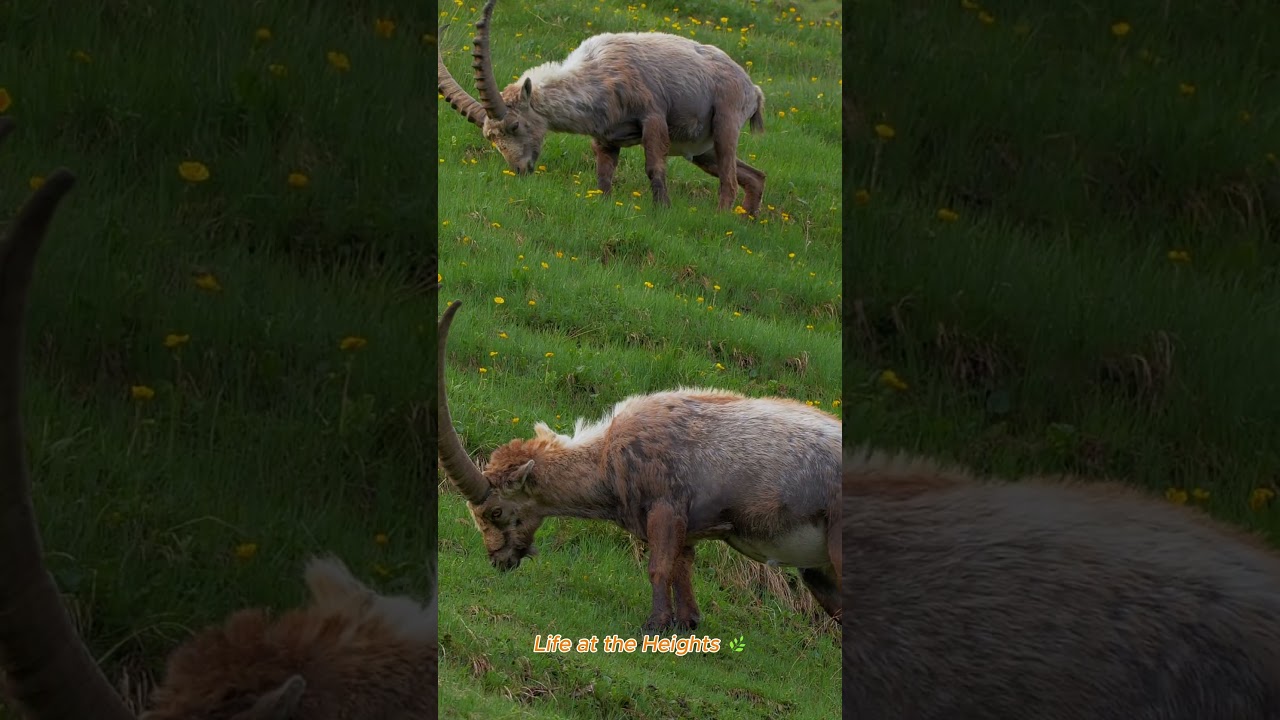 Kings of the Alps: Life of the Wild Ibex 🏔