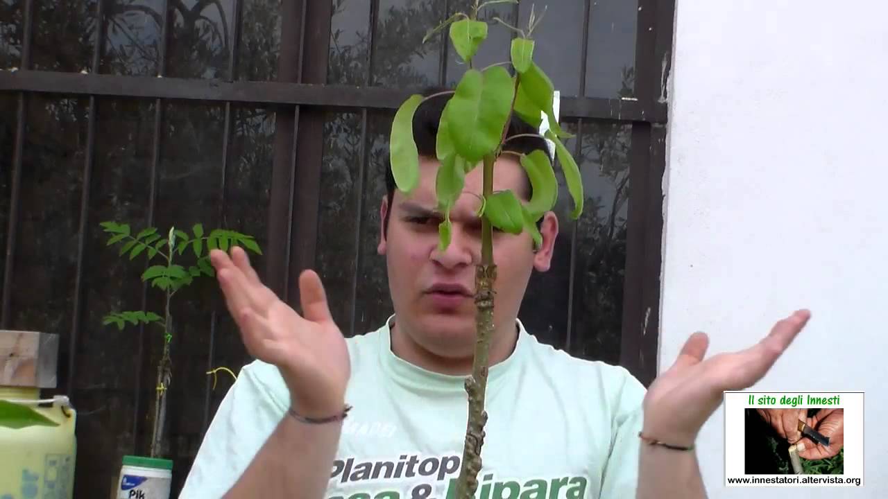 Dopo Innesto Piante da Frutto