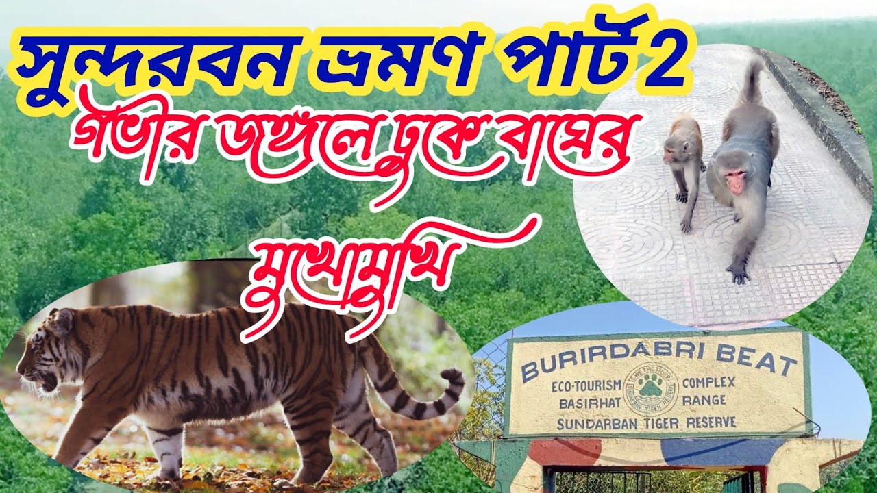 সুন্দরবন ভ্রমণ বুড়ির দাউর  SUNDARBAN TOUR BURIRDABRI BEAT  #GREEN#LAND
