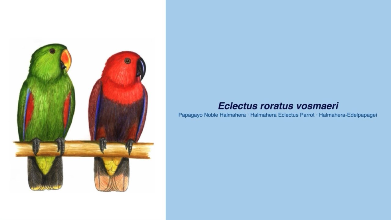 Video Encyclopedia of Parrot Species - #90 Eclectus roratus vosmaeri
