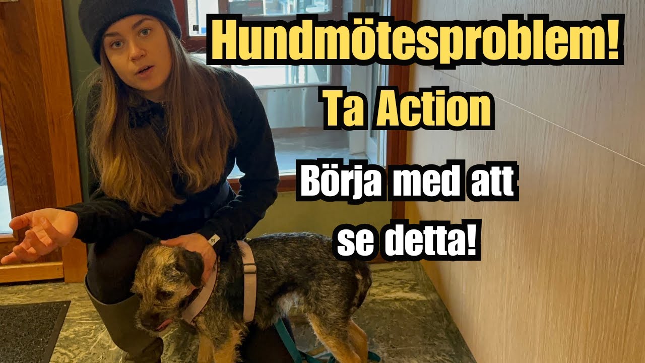 Utfall i pl&ouml;tsliga hundm&ouml;ten f&ouml;r nyb&ouml;rjare - ta action f&ouml;re det eskalerar!
