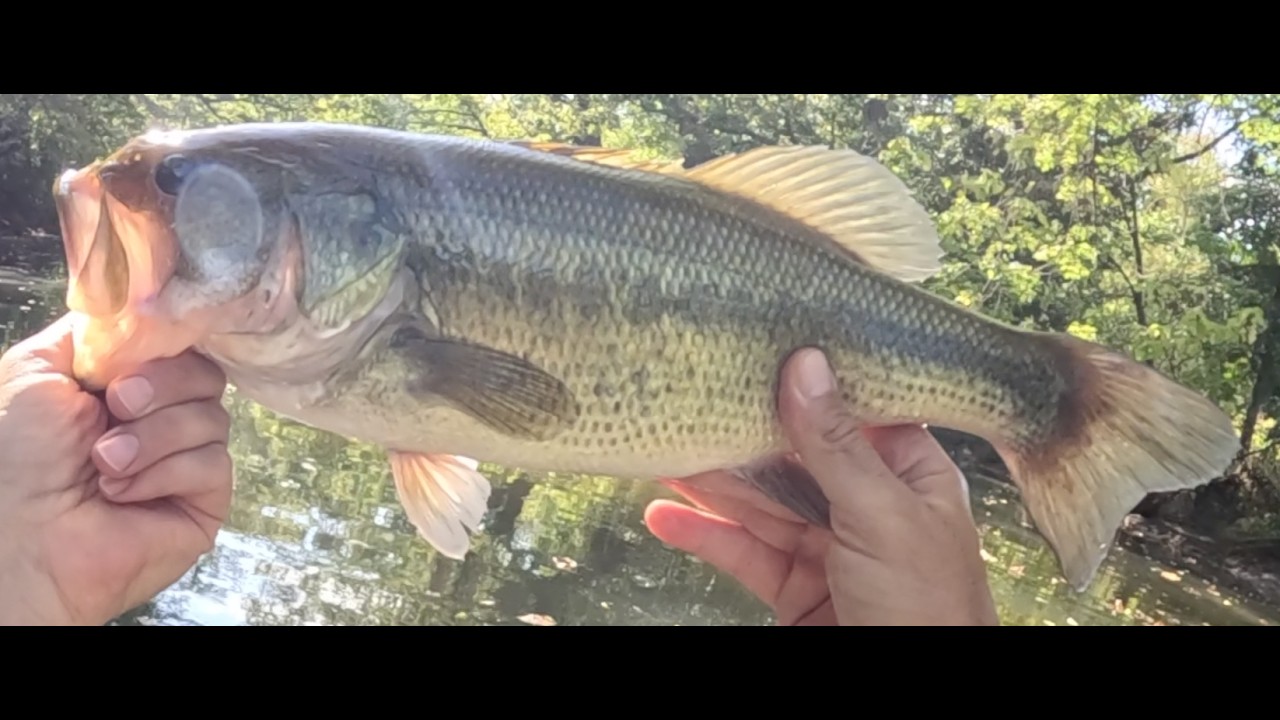 Good day for largemouth on the creek, caught an 18