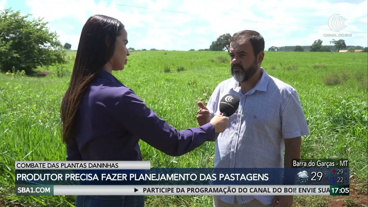 Plantas daninhas reduzem a produtividade das pastagens