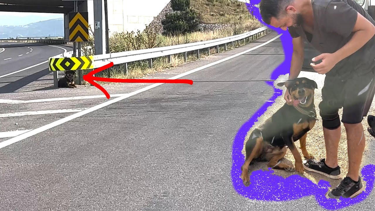 Ana Yola Atılan Rottweiler Yolun Ortasında Sahibini Bekliyor