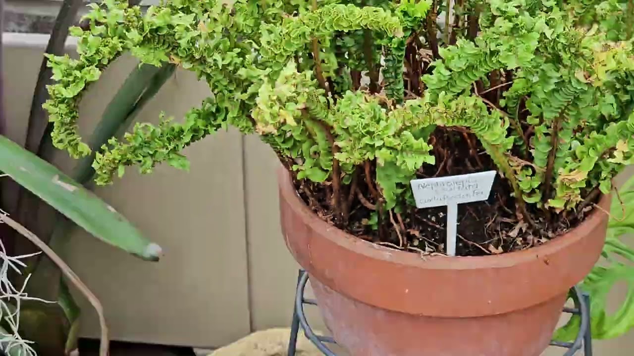 NEPHROLEPIS EXALTATA CURLY BOSTON FERN PLANT