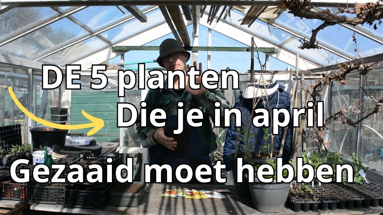 De 5 beste zaden voor april in de moestuin.