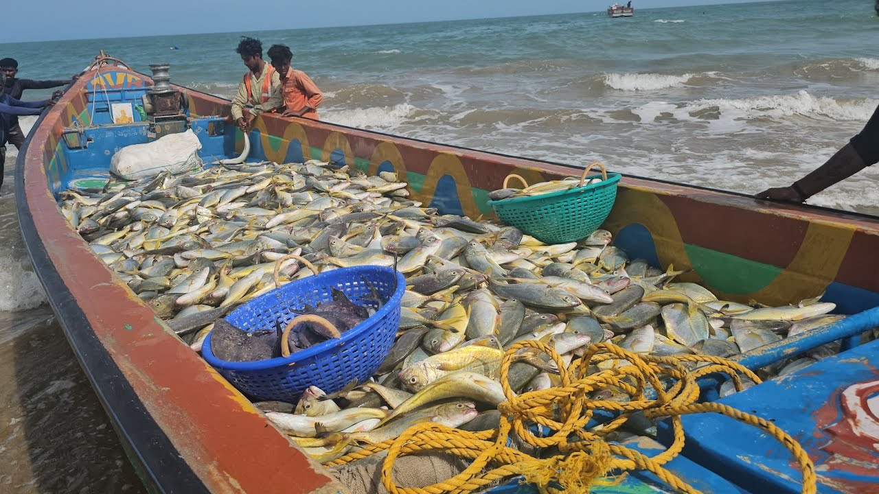 ஒரே நாளில் பல லட்சத்தில் மஞ்ச பாறை மீன் In a single day several lakhs of manja reef fish