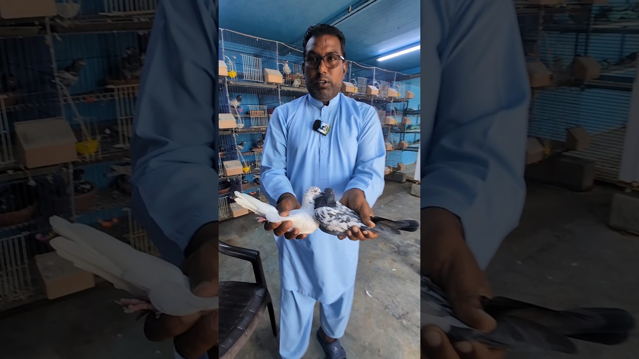 Is Jode se banay hain Teddy kabootar #thehomesanctuary #teddykabootar #pigeon #kabootar