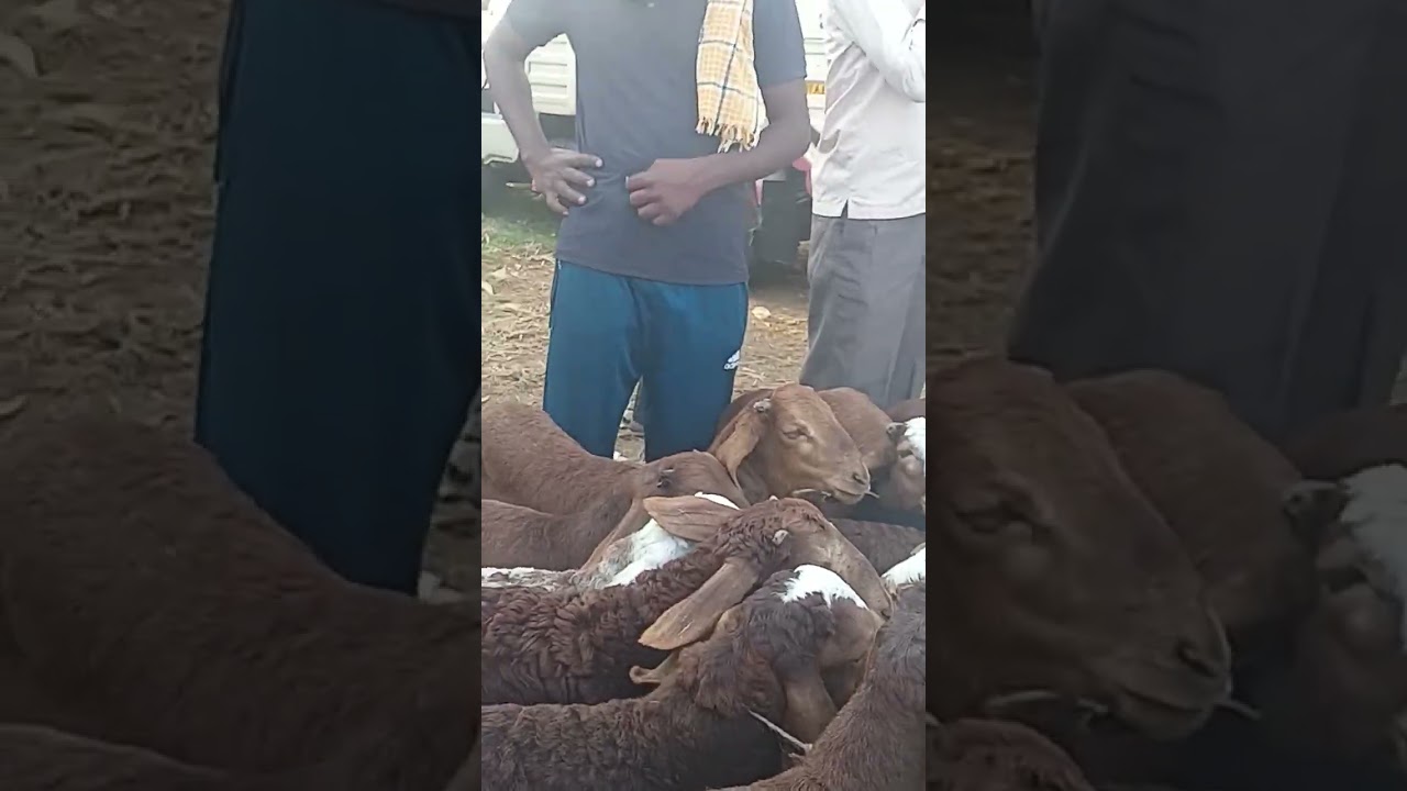 Sindhanur Sheep kids market 