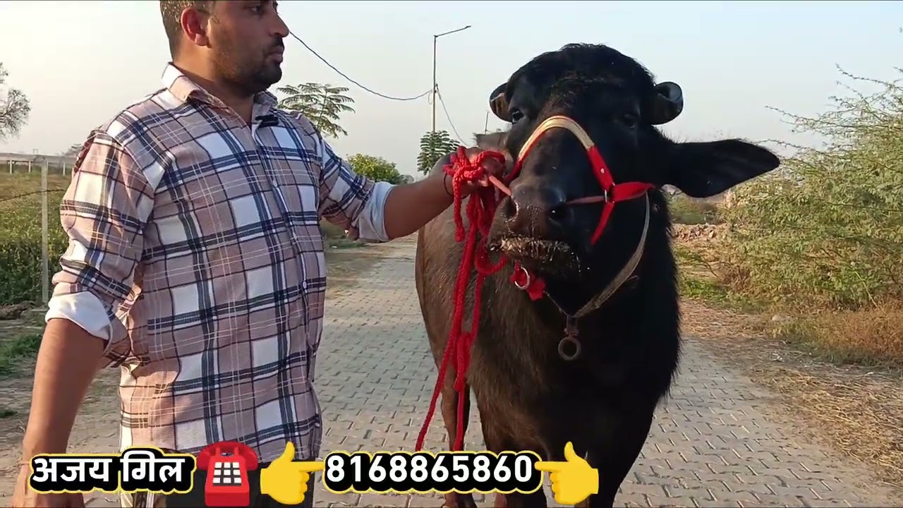  टॉप क्वालिटी का बुल 👌👌 