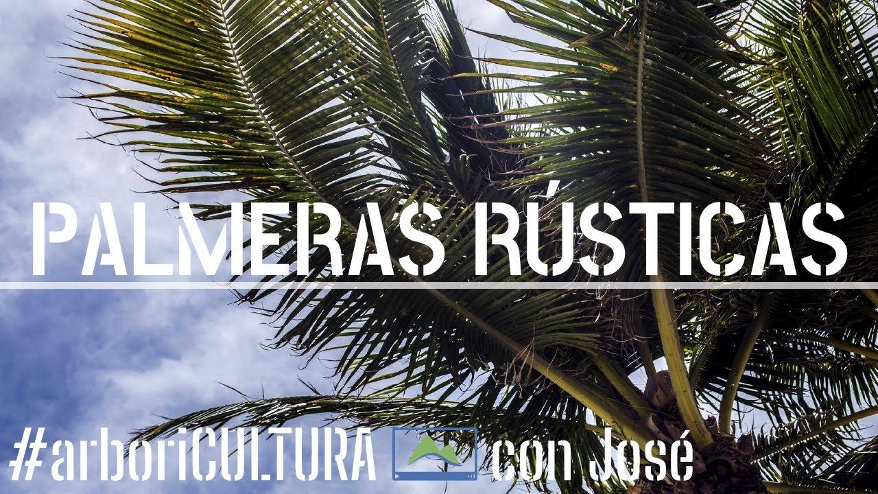🌴 PALMERAS en climas con invierno FRÍO ❄ arboriCULTURA #LdN