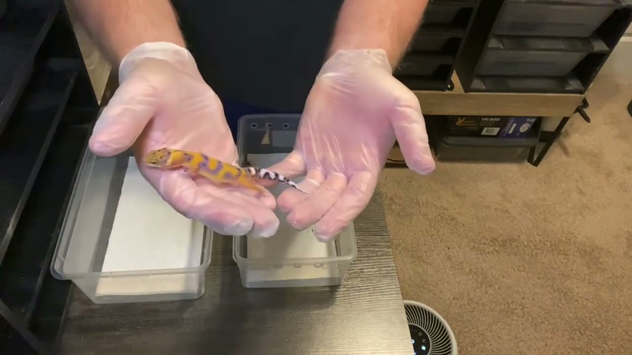 2 Week Old Leopard Gecko Hatchling Setup