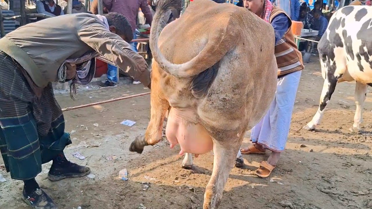 ১৩/১/২০২৬ || হাটের সেরা মানের গাভীর গরু দেখুন বিখ্যাত চান্দাইকোনা গরুর হাট থেকে ||gorur hat cow milk