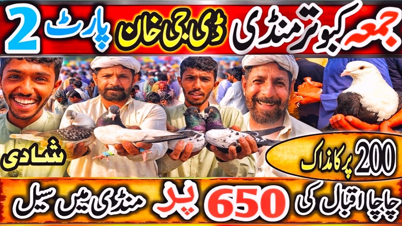 Kabootar Mandi | DGKhan Latest Update | DGKhan Kabutar Mandi | Pigeon Market Chacha IQBAL Special