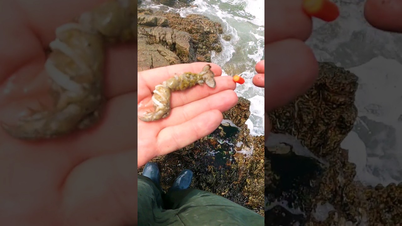 What Fish Did I Catch On Mudprawn #mudprawn #fishing #baits